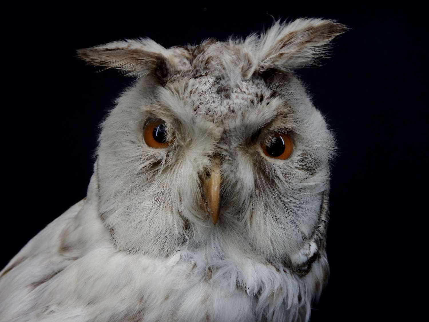 Irish Taxidermied Long Eared Owl - Asio Otus - 1930s Displayed on a Pa
