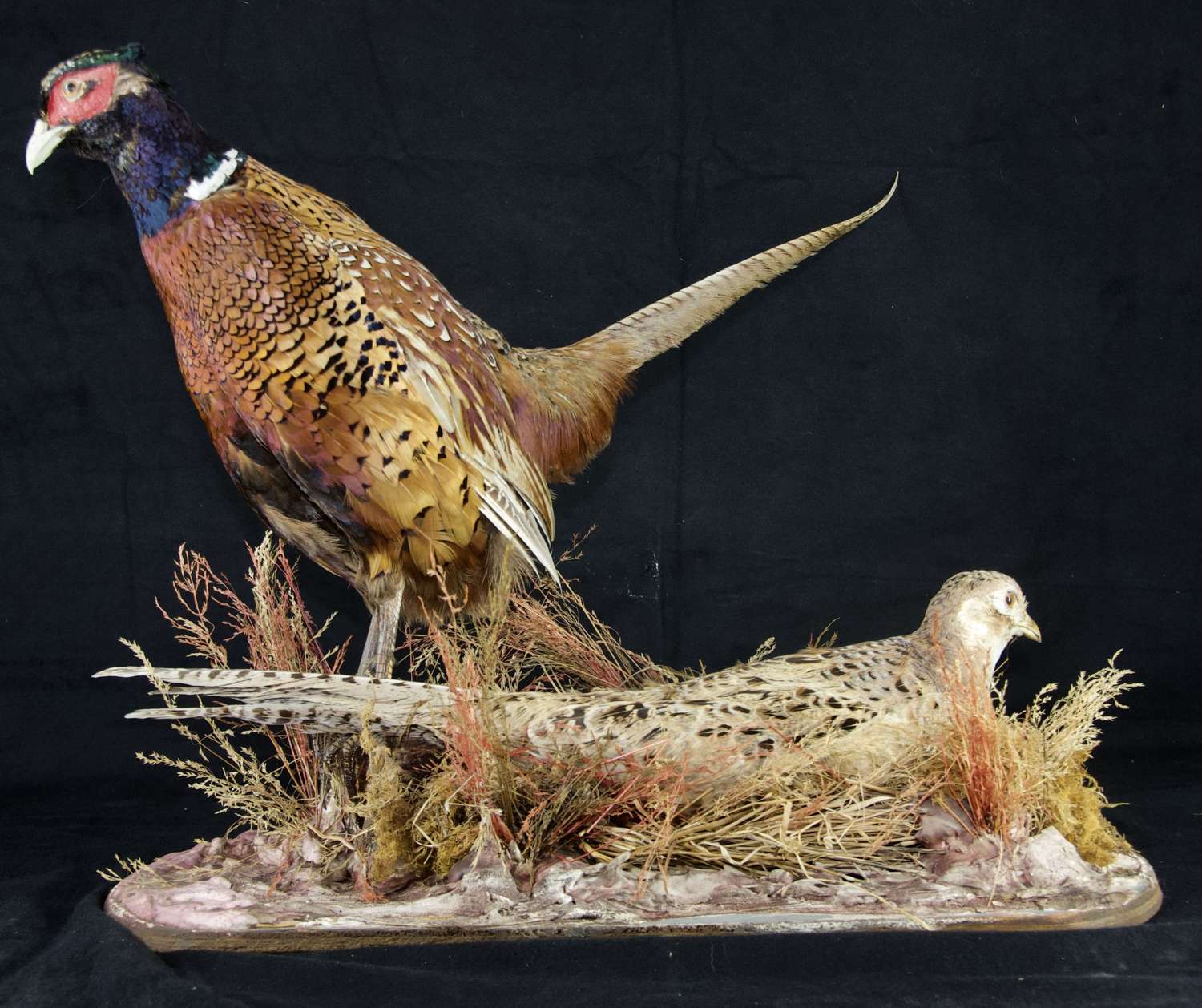 Vintage Irish Taxidermy - Nesting Pair of Adult Ring-Necked Pheasants