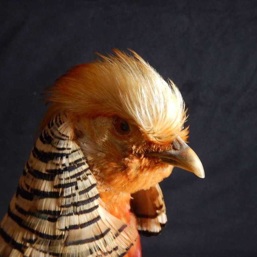 Male Golden Pheasant / Chinese Pheasant - Irish Taxiedermy