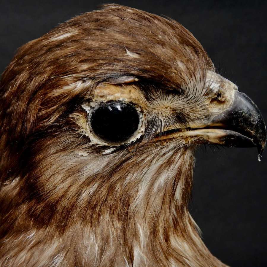 French Taxidermied Buzzard - Buteo buteo - from 1930s