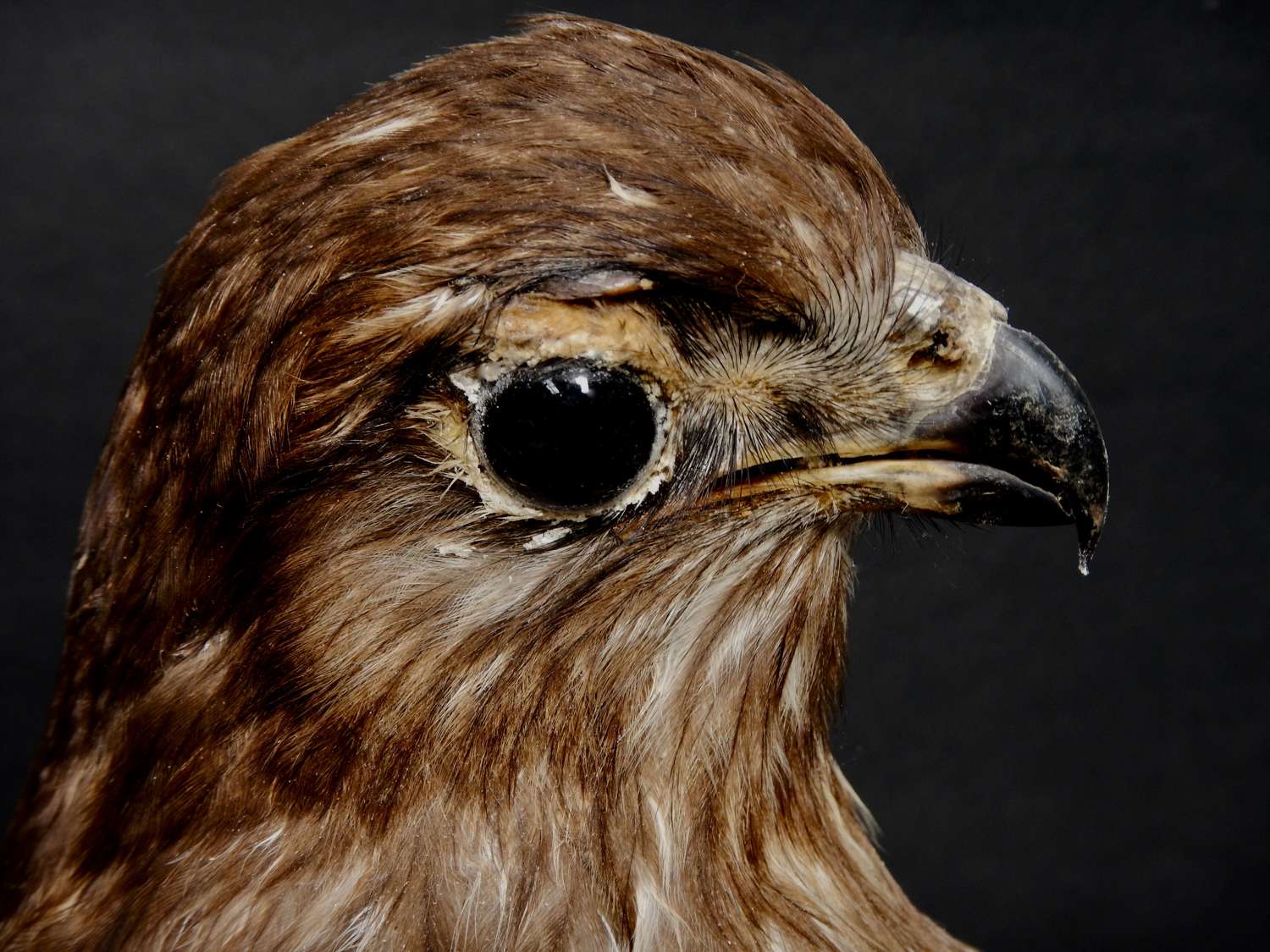 French Taxidermied Buzzard - Buteo buteo - from 1930s