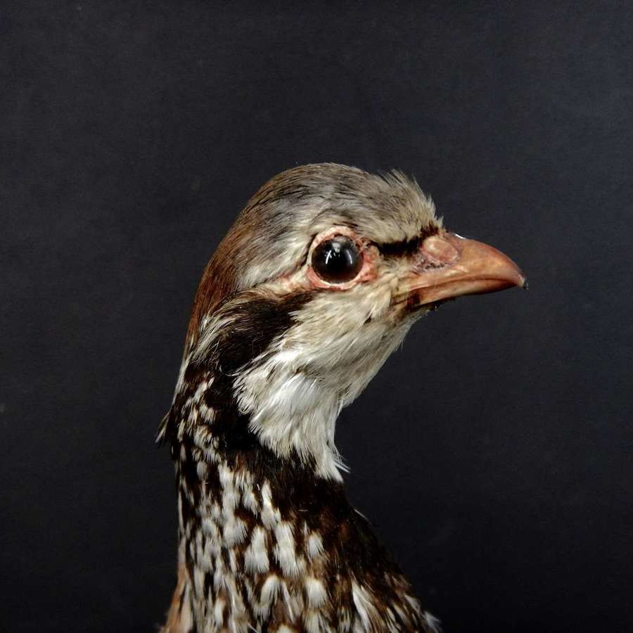 Antique French Taxidermy - French Red Legged Partridge -