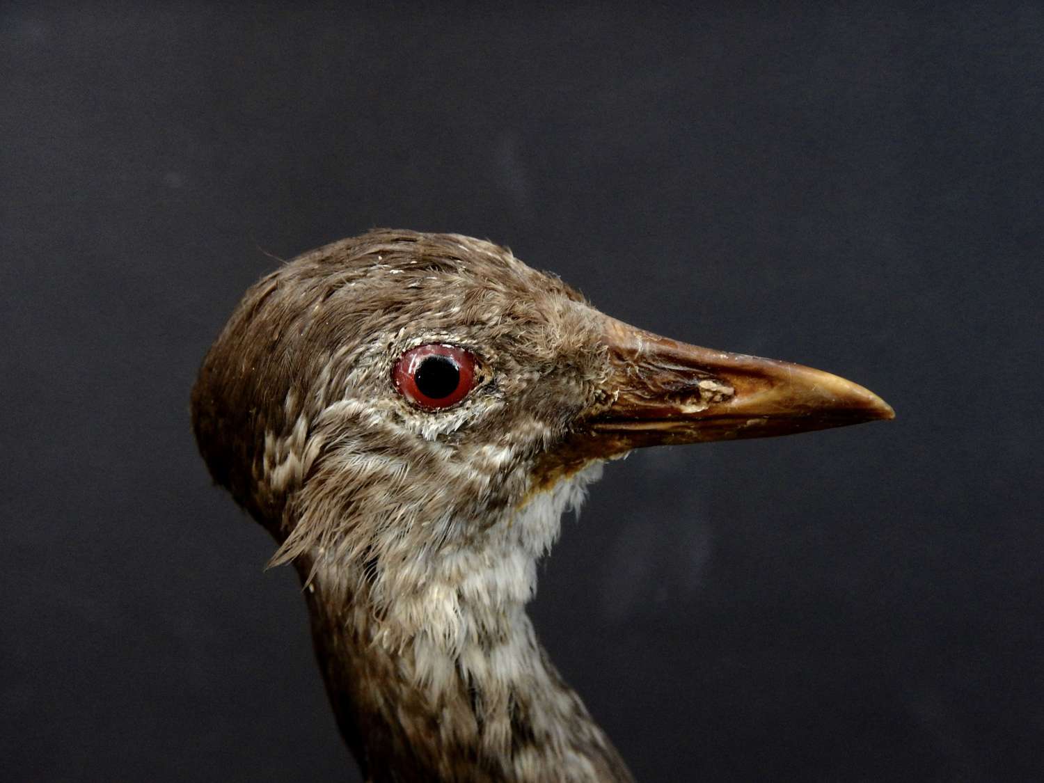Taxidermy Juvenile Moorhen - French Vintage -  Marsh Hen