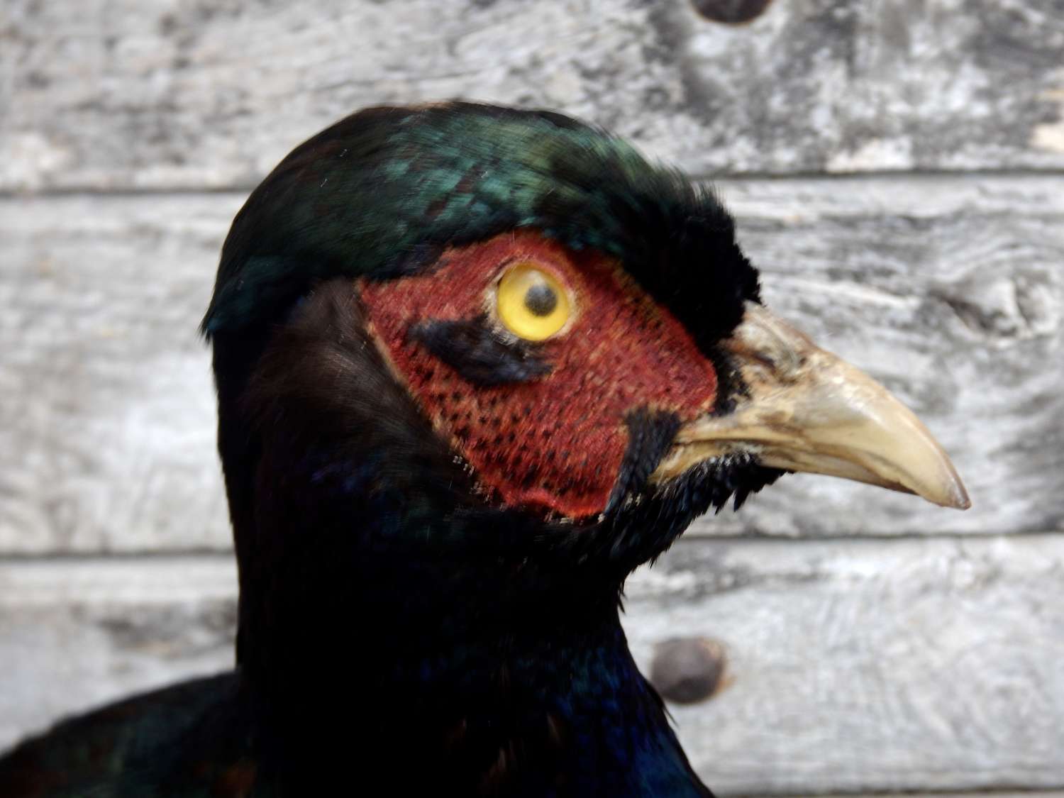 Vintage Irish Taxidermy - A Gorgeous Black Pheasant