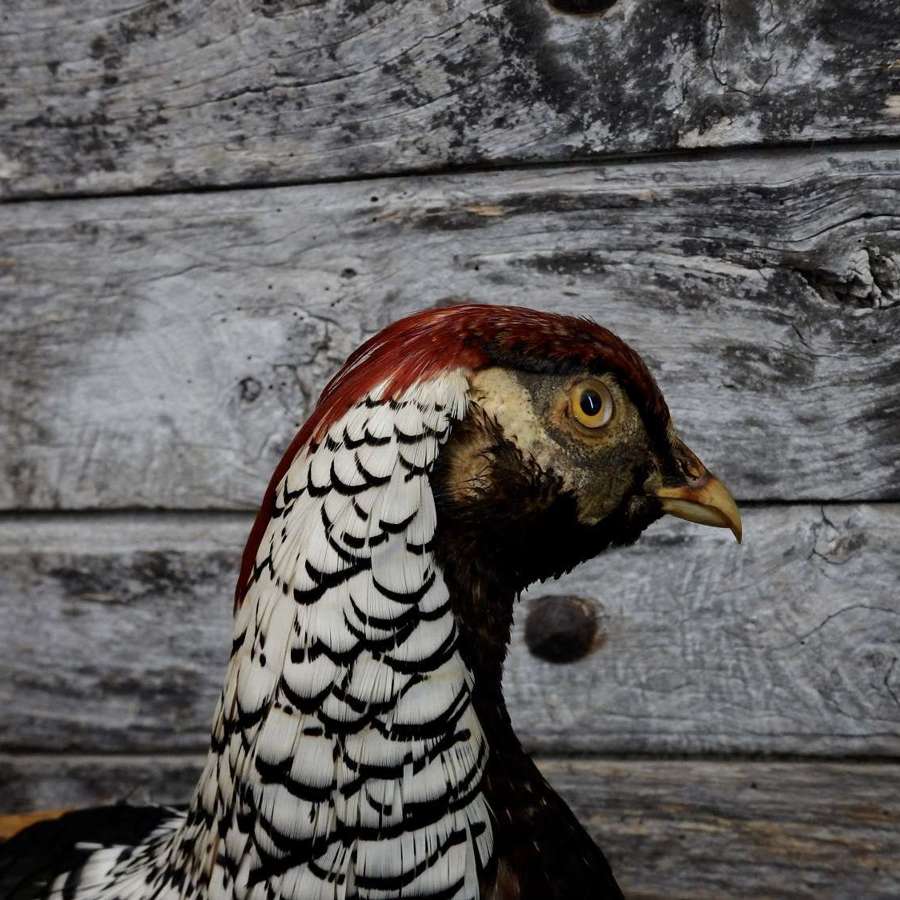 Lady Amherst's Pheasant - Taxidermy Cockerel - Irish Antique Taxidermy