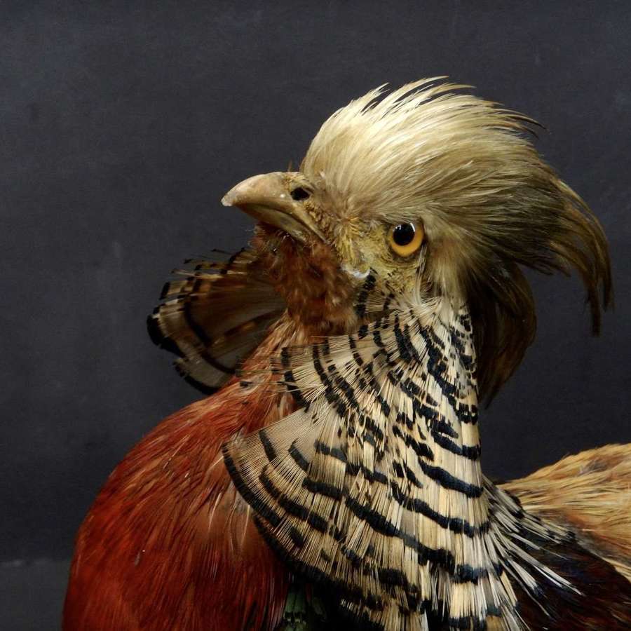 Taxidermy Golden Pheasant or Male Chinese Pheasant