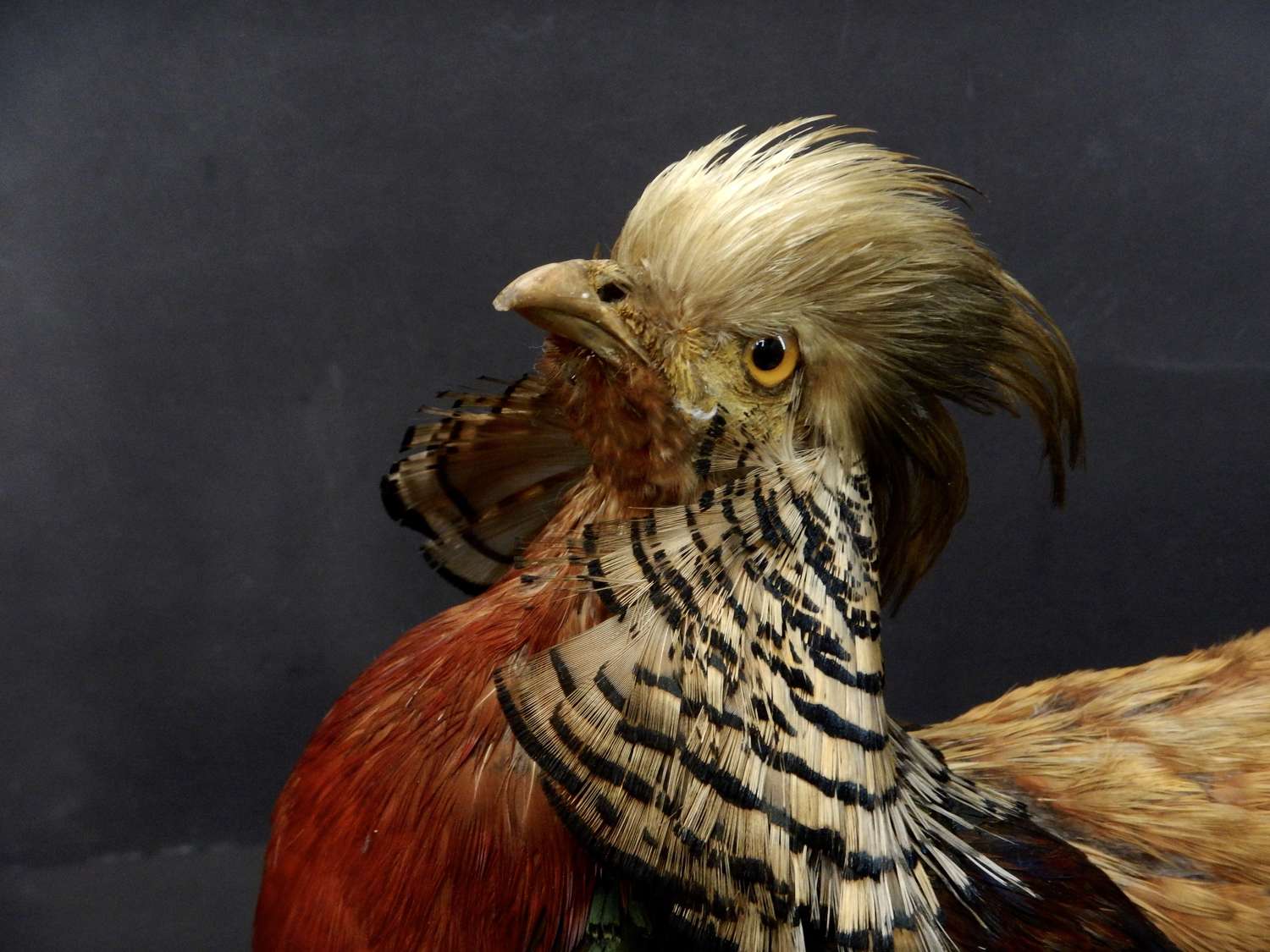 Taxidermy Golden Pheasant or Male Chinese Pheasant