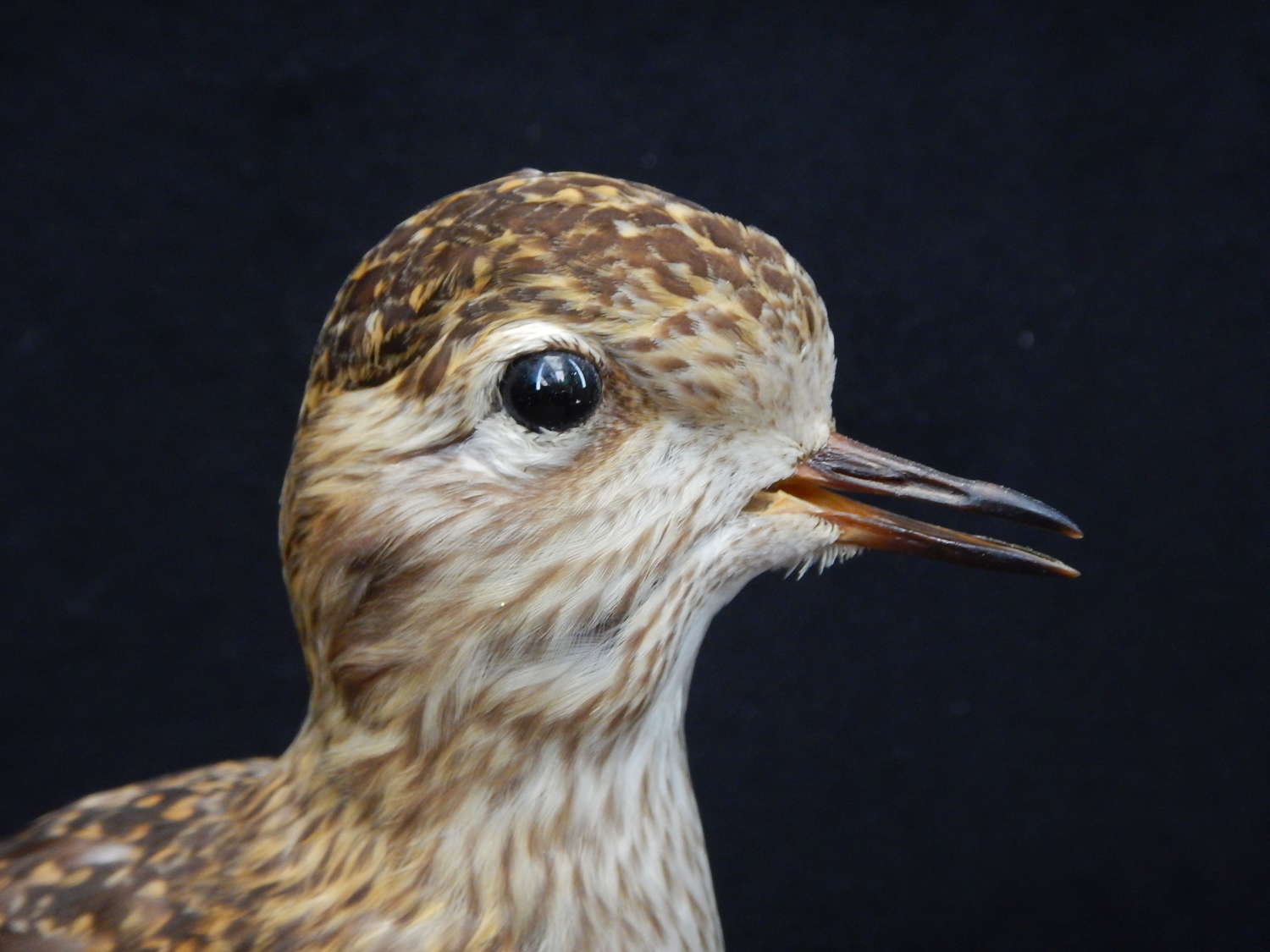 1930's Taxidermy - French Vintage - European Female Golden Plover
