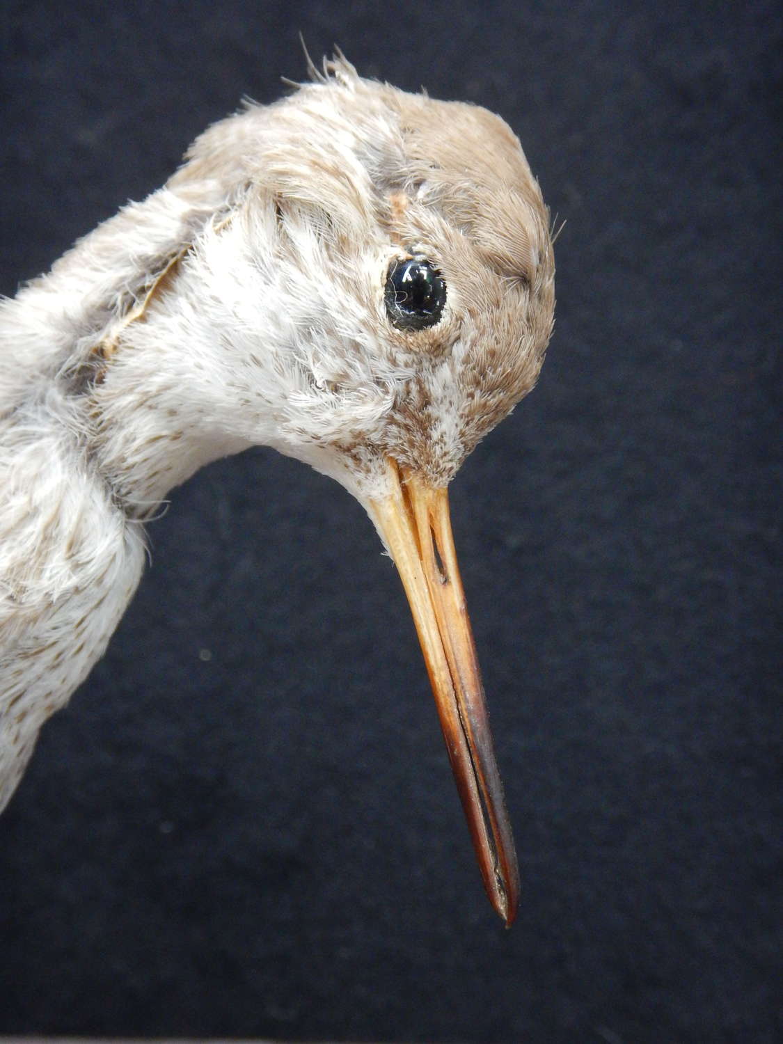 Taxidermy Dunlin - Antique French Wading Bird from 1910's