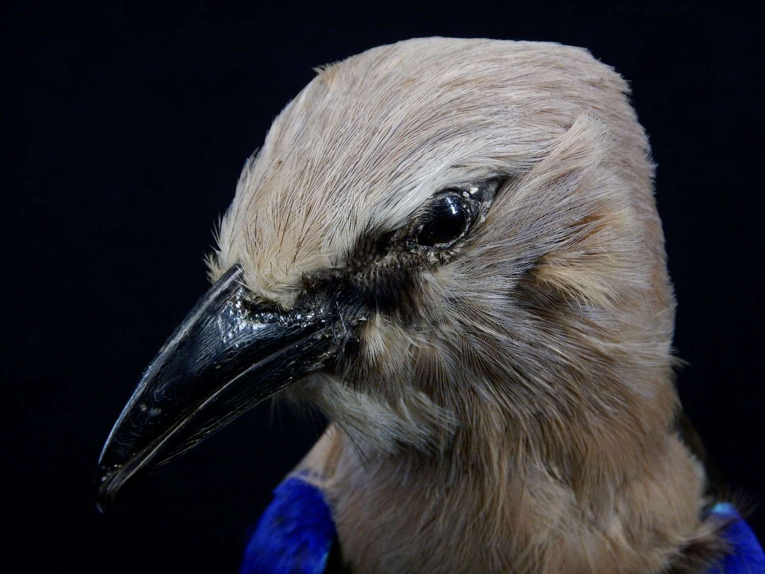 Antique African Blue Bellied Roller -  Italian Taxidermied Roller