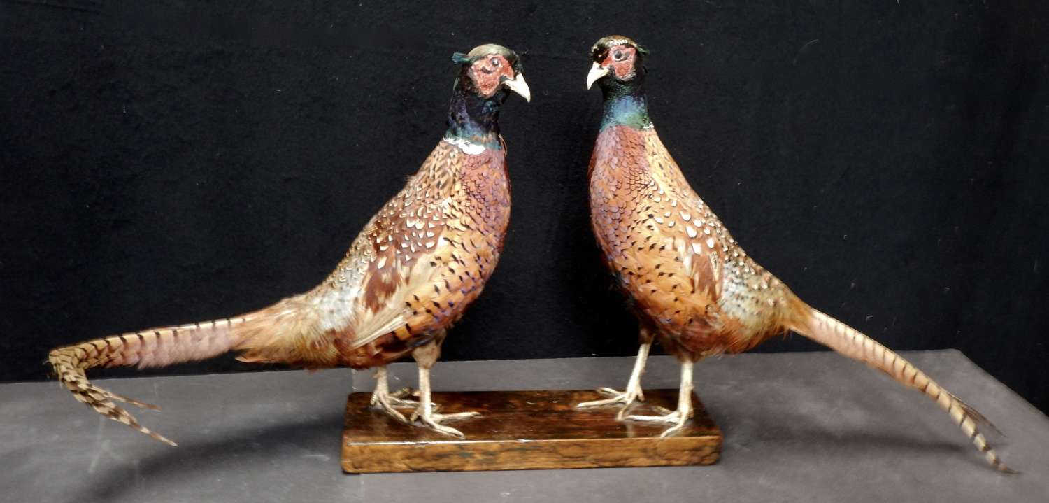 Vintage Irish Taxidermy - Two Cock Pheasants Strutt their Stuff