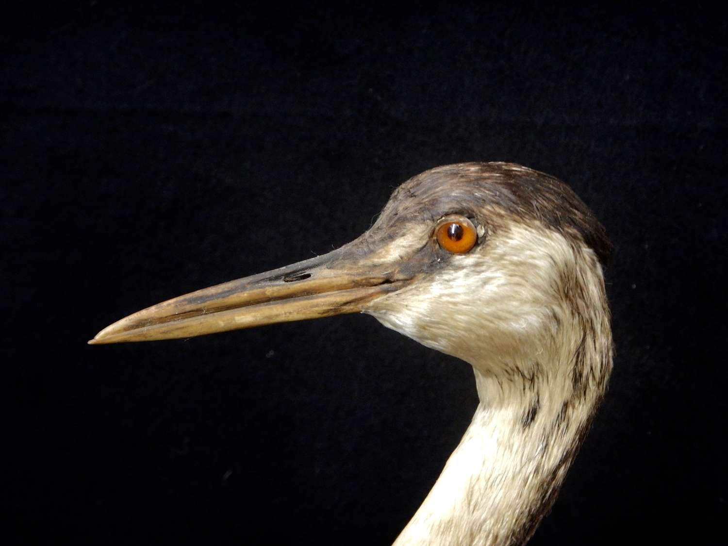 RESERVED Antique French Taxidermied Great Crested Grebe -