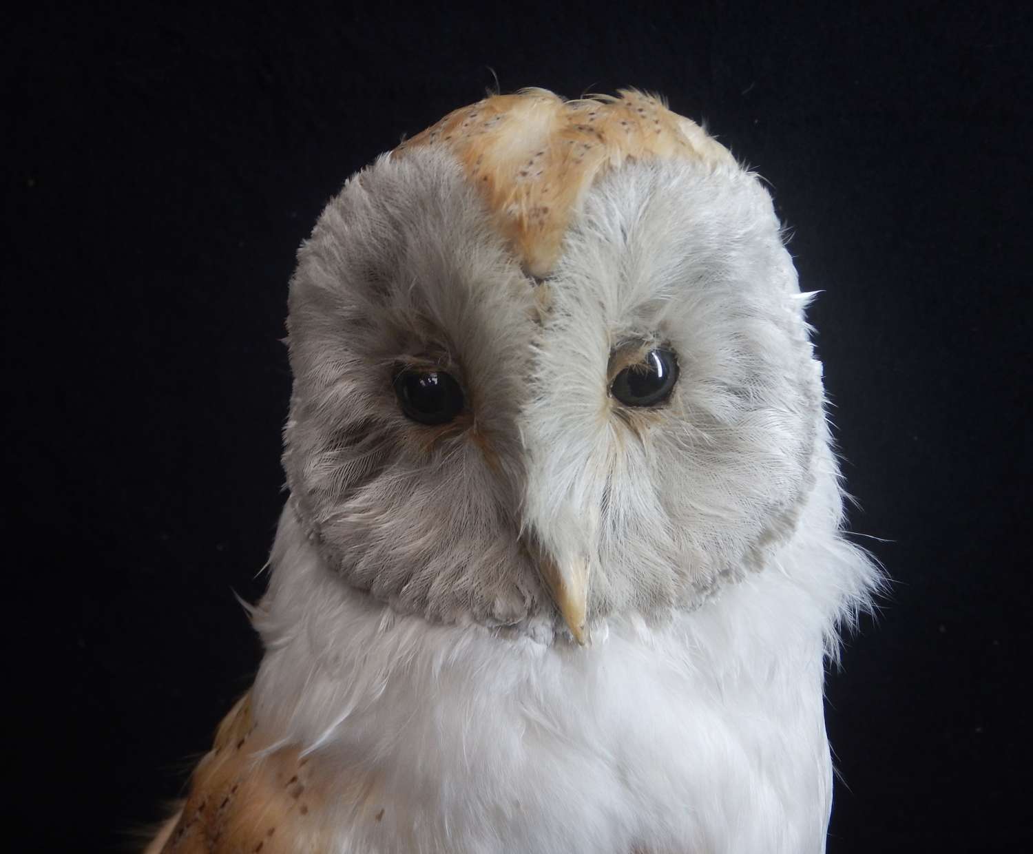 Victorian Irish Taxidermied Barn Owl - No 2 - c1900