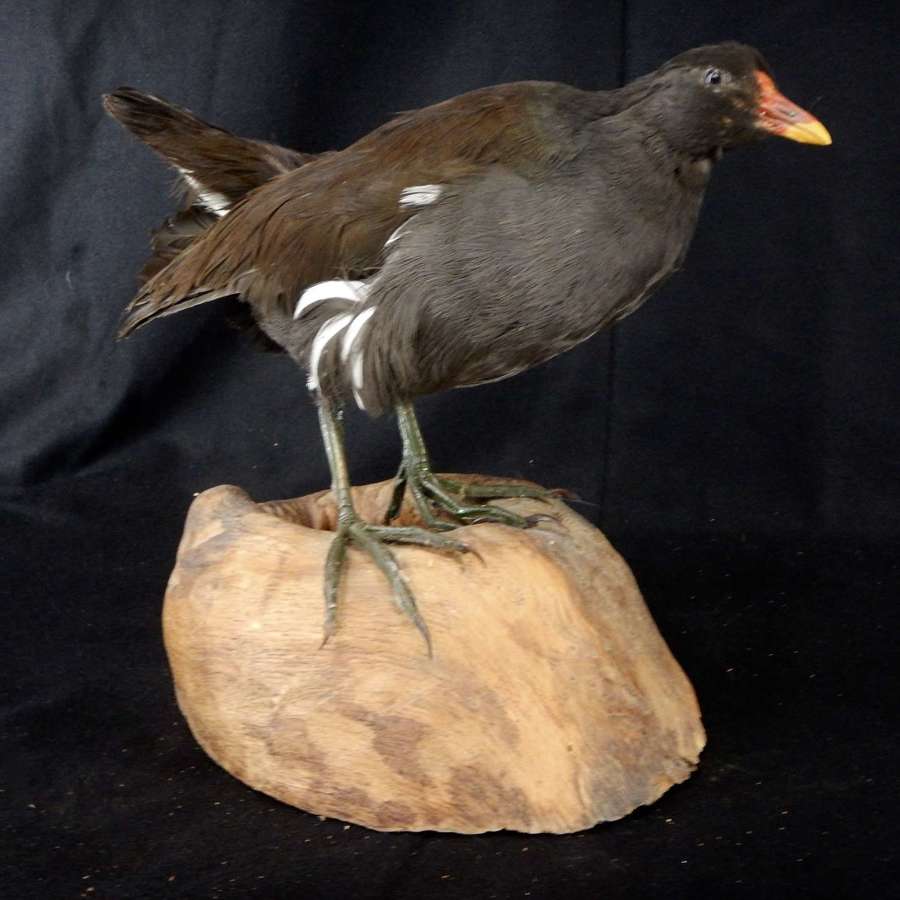 Taxidermy Moorhen - French Vintage -  Marsh Hen or Common Gallinule