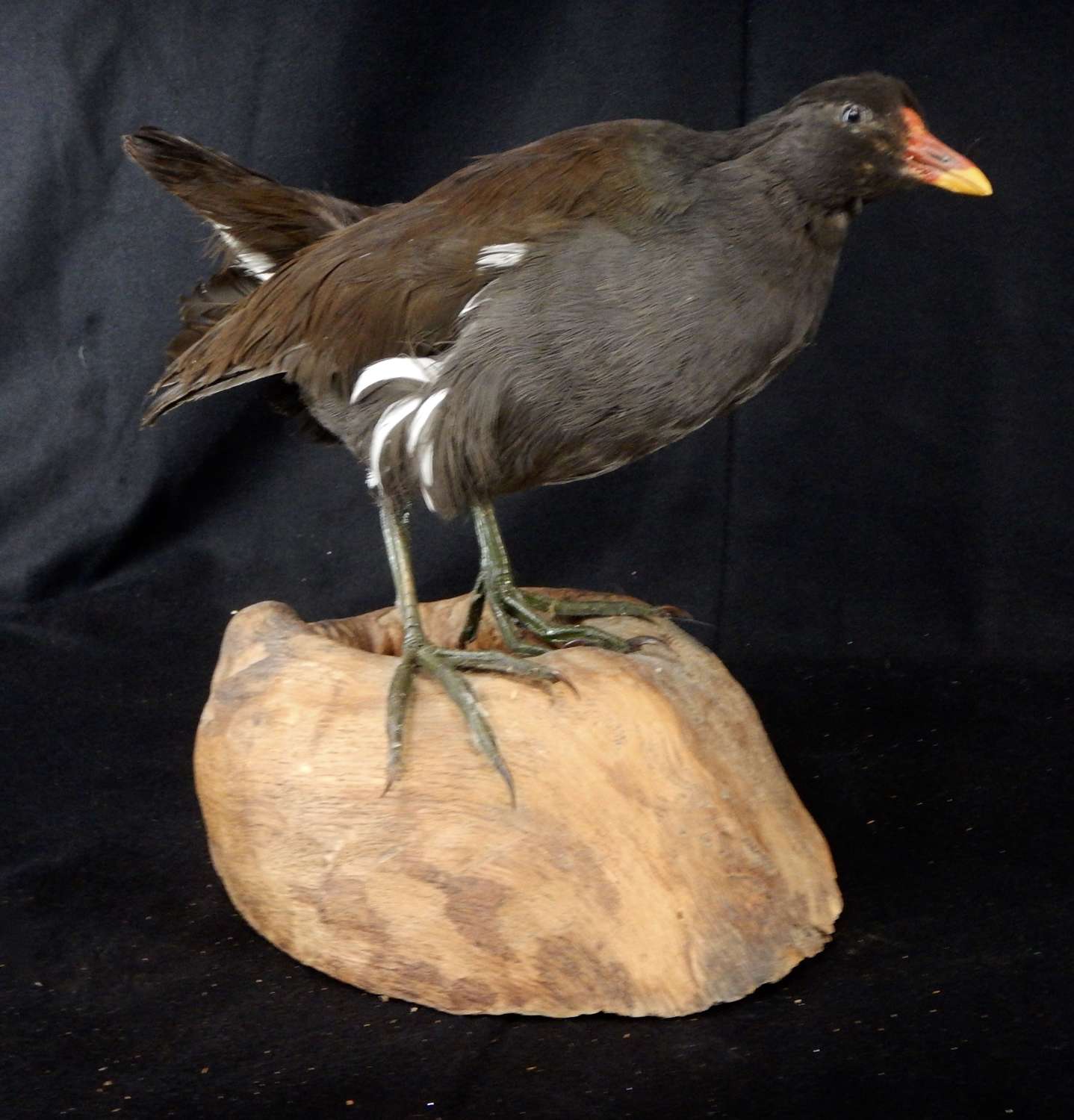 Taxidermy Moorhen - French Vintage -  Marsh Hen or Common Gallinule
