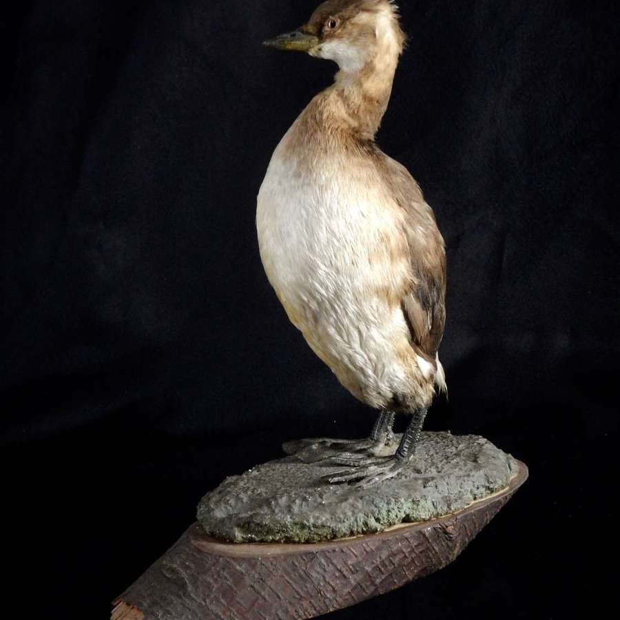 French Taxidermied Little Grebe in winter plumage