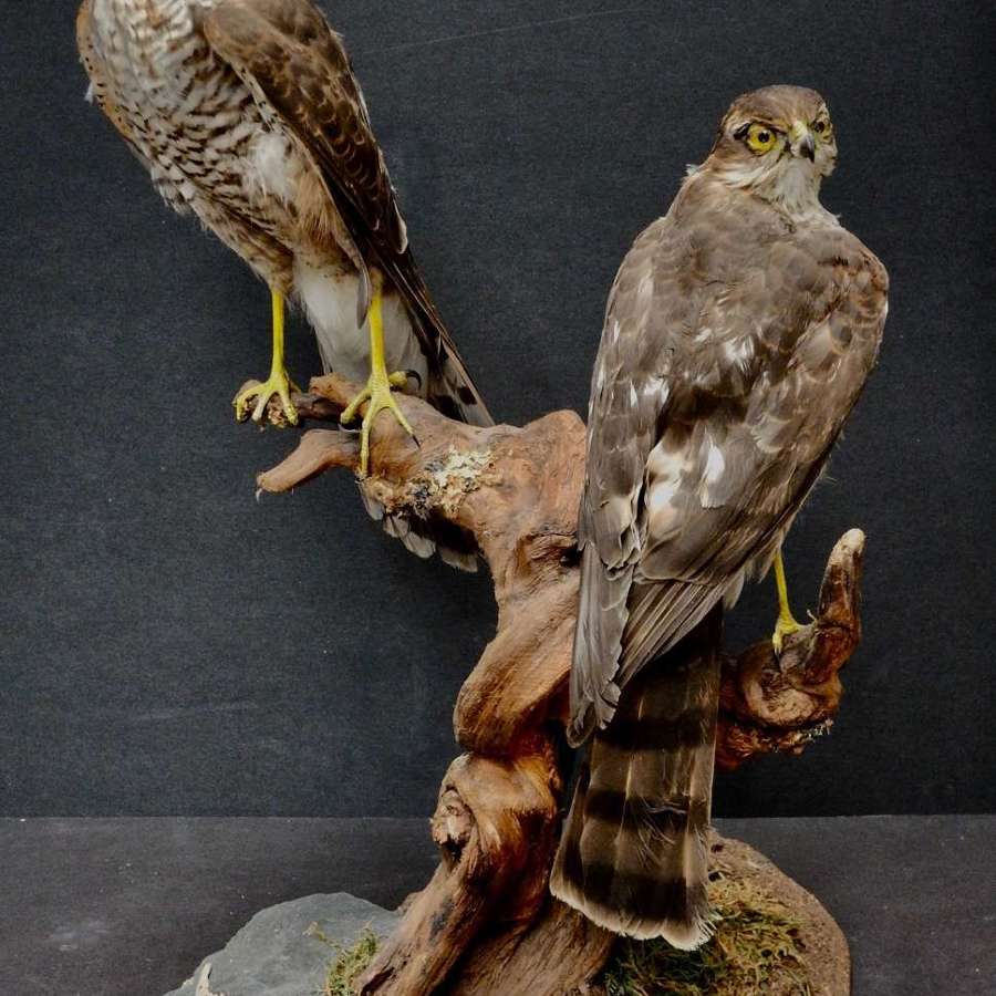 Sparrow Hawk PAIR - Vintage Irish Taxidermied Pair of Sparrow Hawks