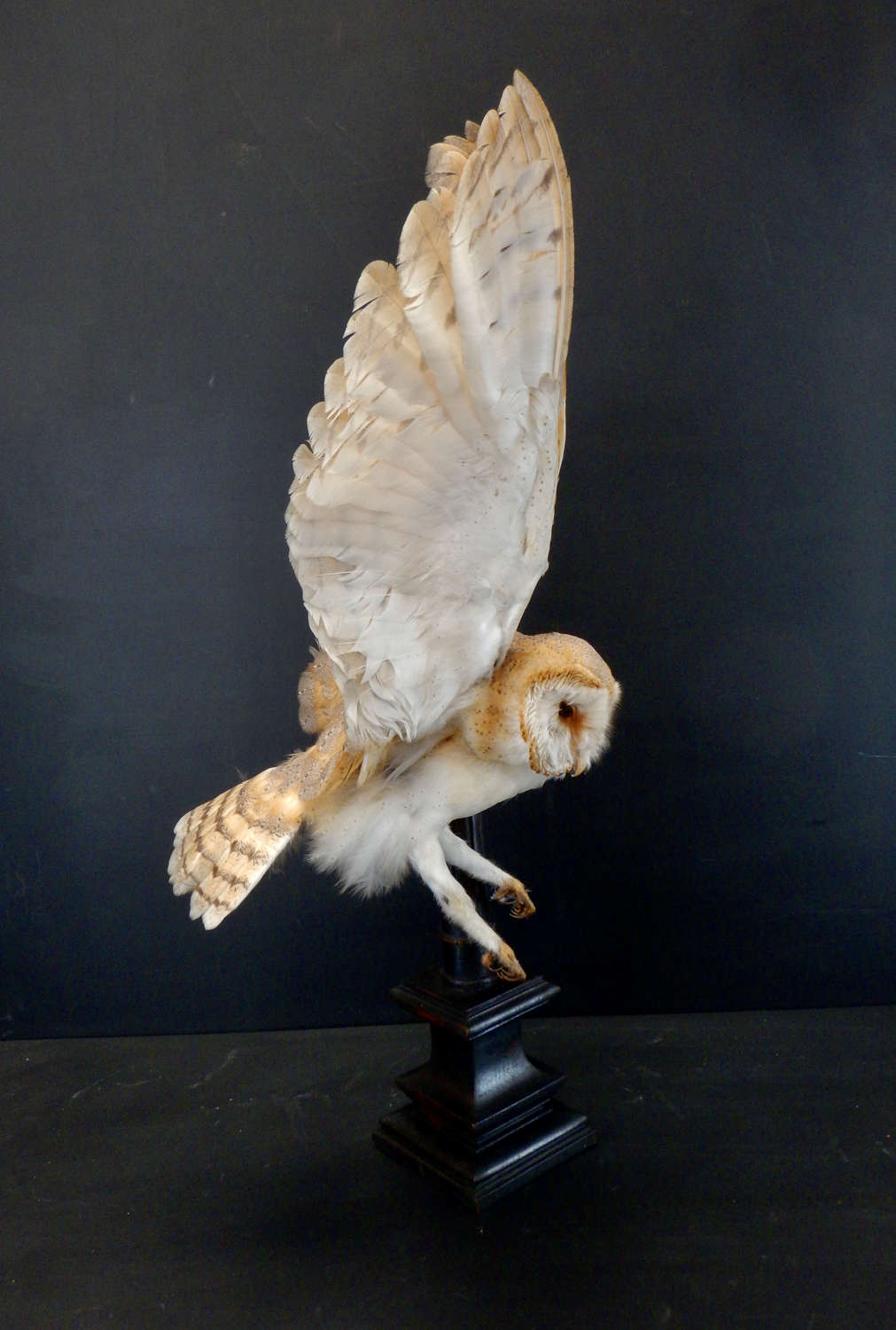 French Taxidermied Barn Owl - c1920 Antique - Mounted in Flight
