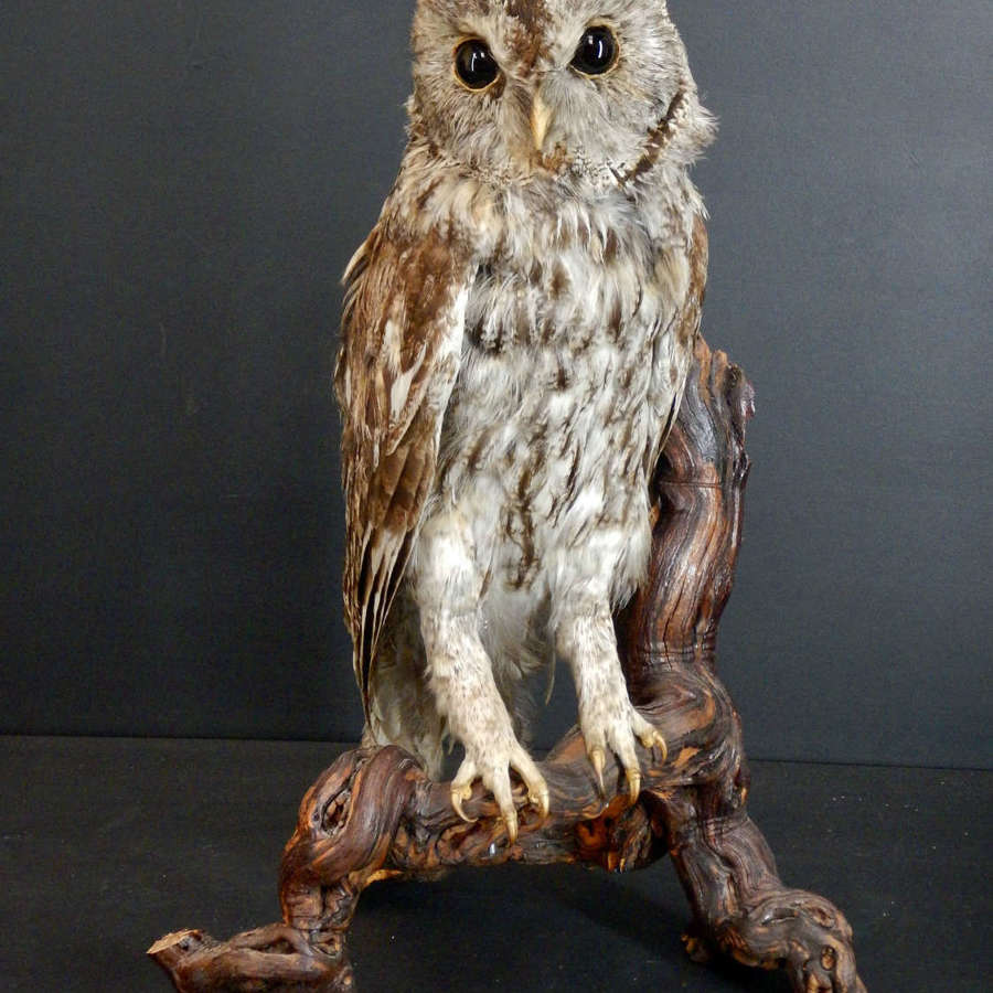 Taxidermied French Tawny Owl - Strix Aluco Mounted on an Ancient Vine