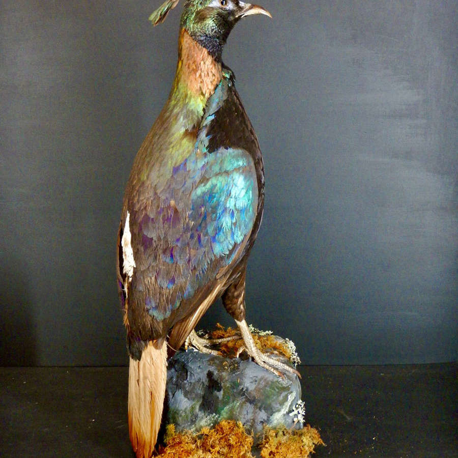 Antique Irish Taxidermy - The Himalayan Pheasant