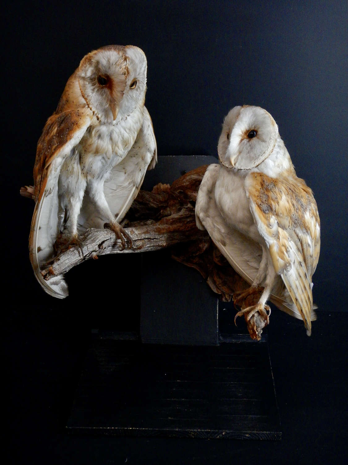 Antique Pair of Taxidermied Barn Owl - Tyto Alba