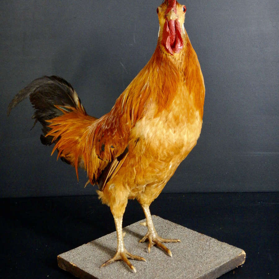 French Mid Century / Vintage Taxidermy Male Cockerel