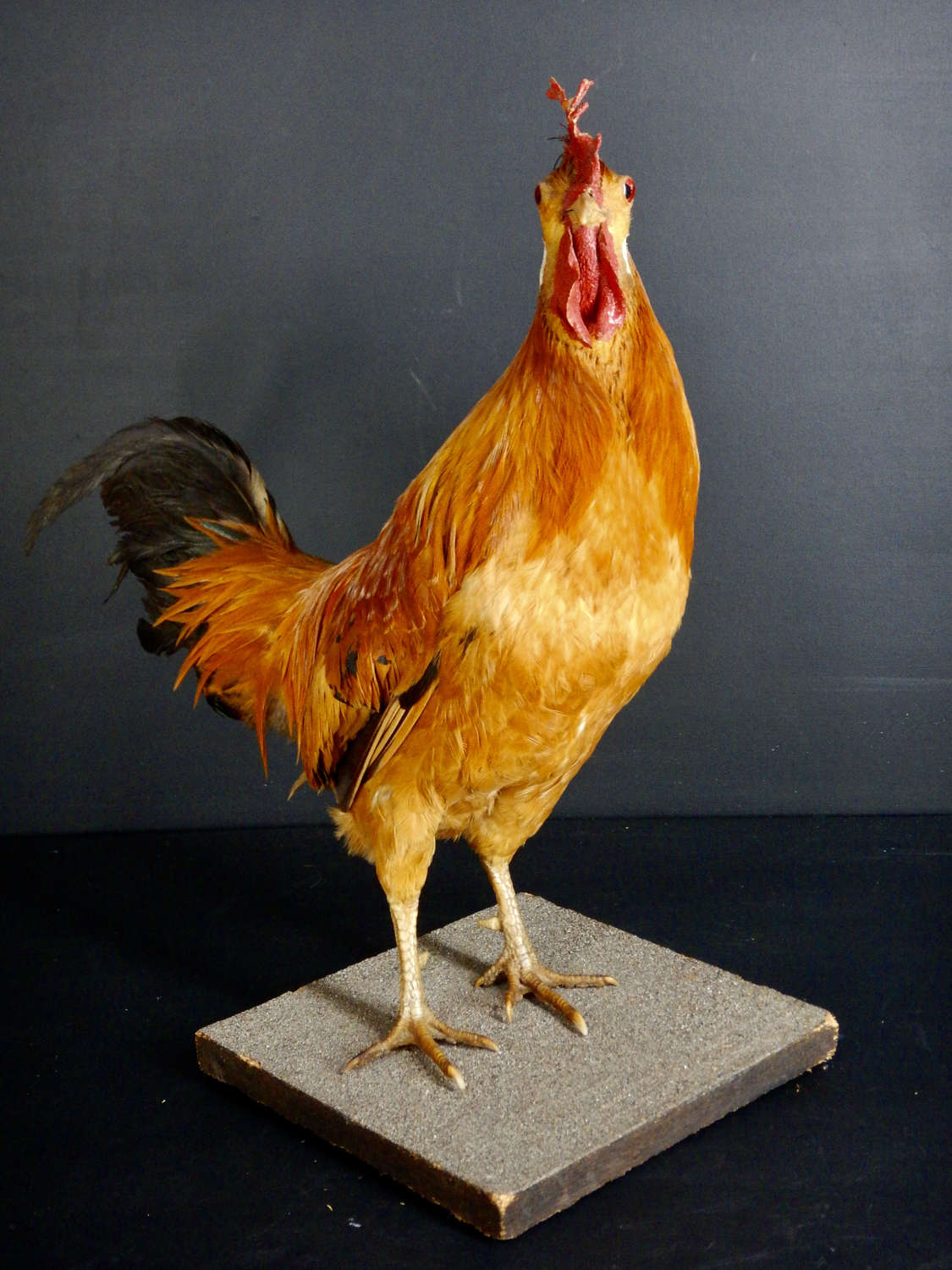French Mid Century / Vintage Taxidermy Male Cockerel