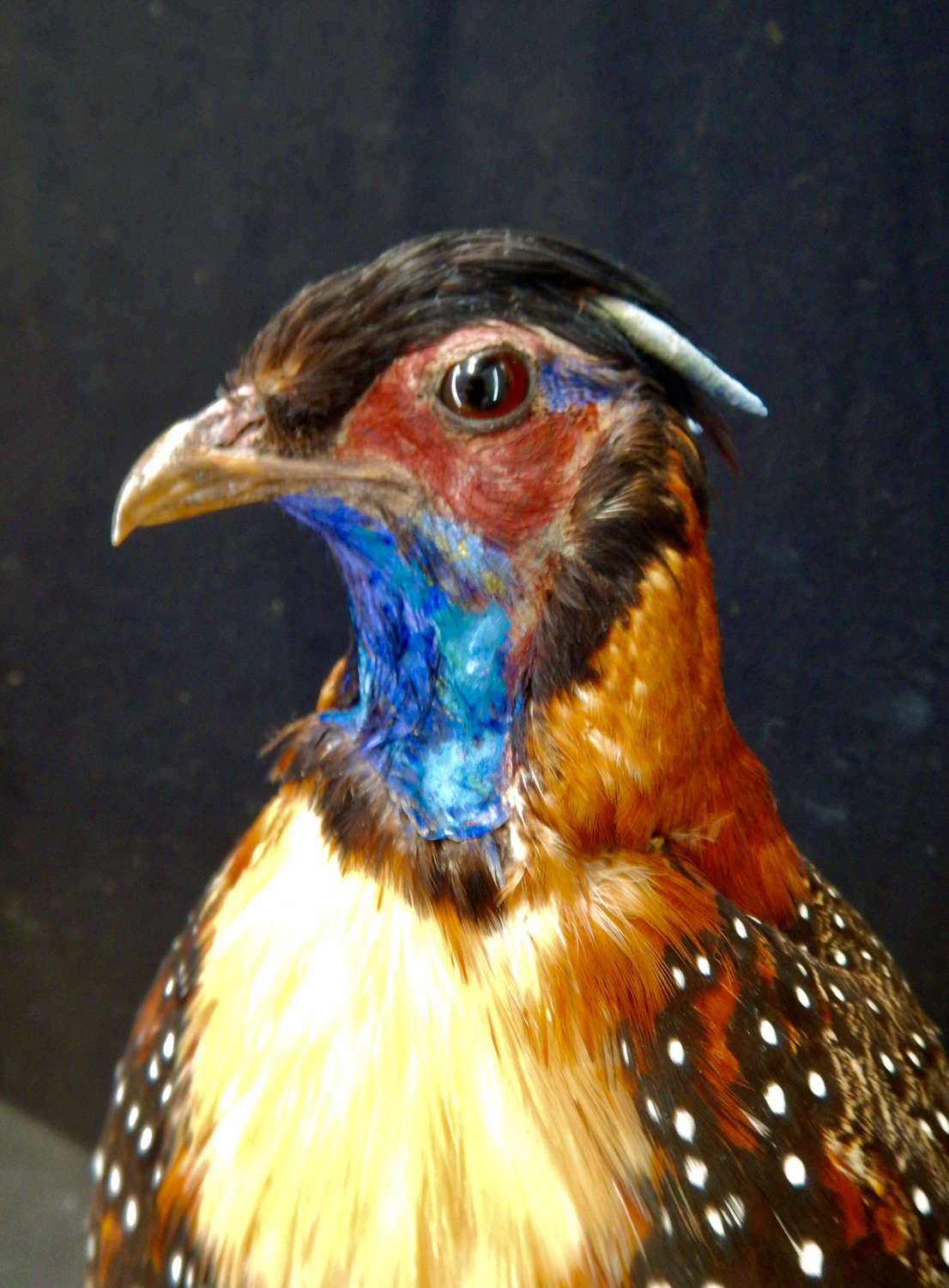 Antique Western Tragopan Pair - Horned Pheasant