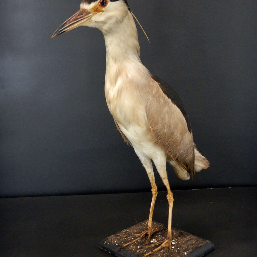 Night Heron - Black-Crowned Night Heron - Nycticorax, Nyctanassa