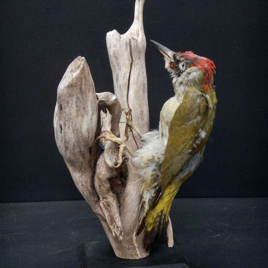 Antique French Taxidermy -  Green Male Woodpecker - Picus viridian