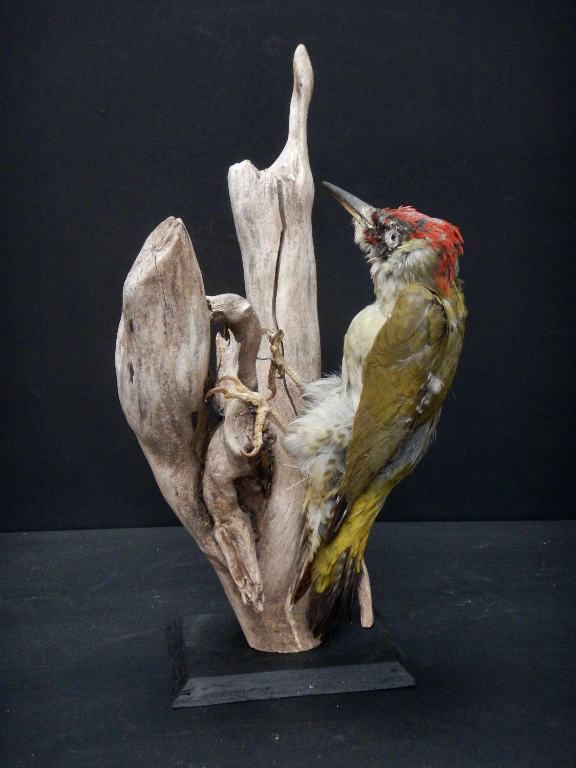 Antique French Taxidermy -  Green Male Woodpecker - Picus viridian