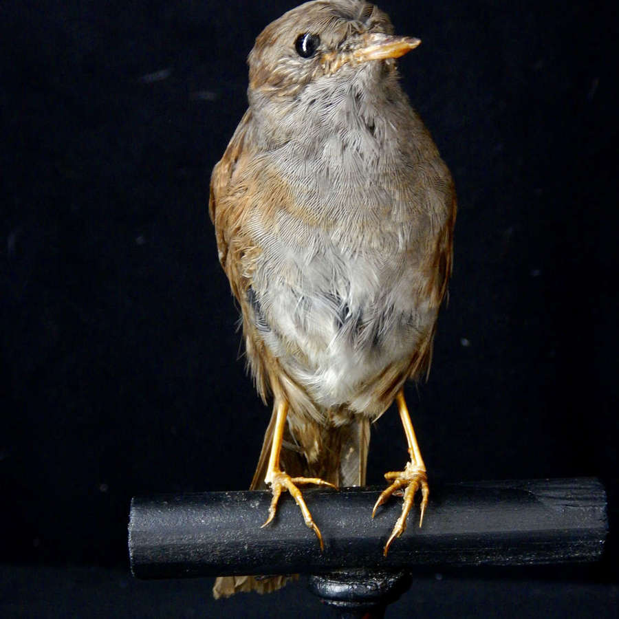 Female Italian Dunnock  -  Passera Scopaiola - Vintage Italian Bird