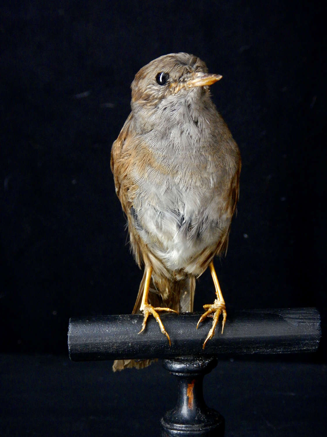 Female Italian Dunnock  -  Passera Scopaiola - Vintage Italian Bird